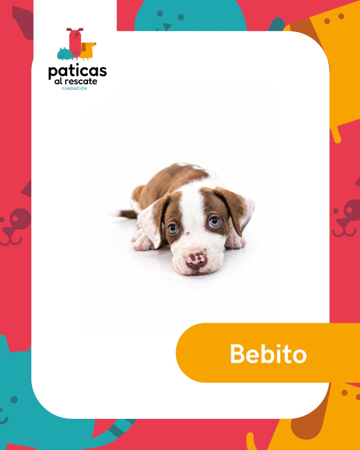 Hay perros que pasan meses esperando que alguien los mire. Este 23 de septiembre, Día Mundial del Perro Adoptado, les presentamos algunos de los perritos de la Fundación Paticas al Rescate que esperan una familia.