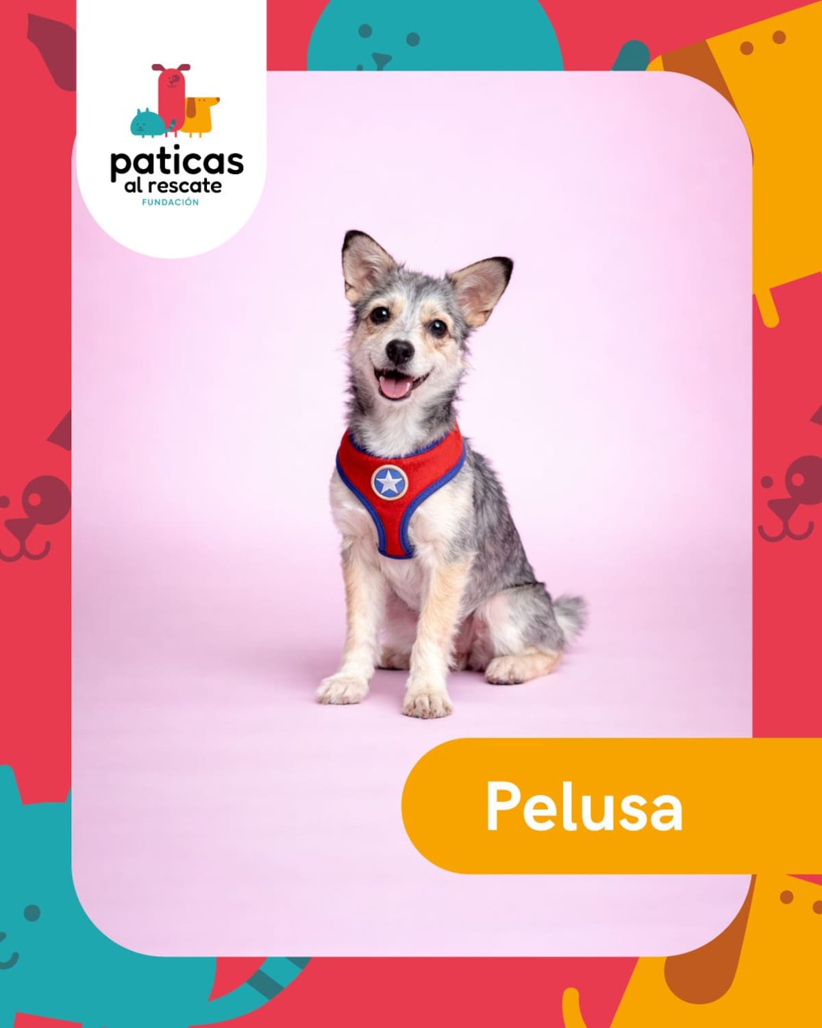Hay perros que pasan meses esperando que alguien los mire. Este 23 de septiembre, Día Mundial del Perro Adoptado, les presentamos algunos de los perritos de la Fundación Paticas al Rescate que esperan una familia.