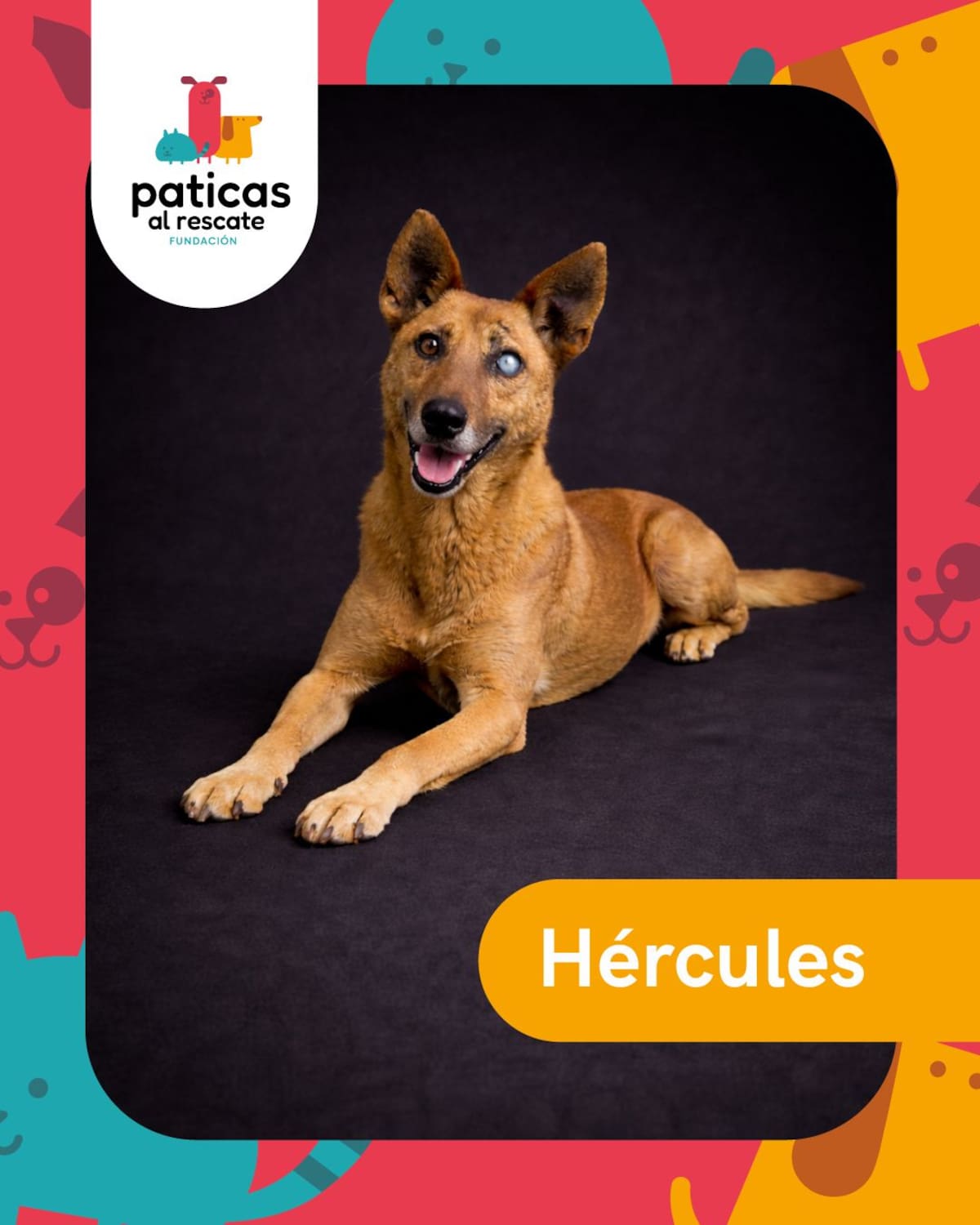 Hay perros que pasan meses esperando que alguien los mire. Este 23 de septiembre, Día Mundial del Perro Adoptado, les presentamos algunos de los perritos de la Fundación Paticas al Rescate que esperan una familia.