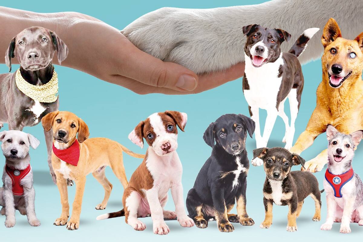 Adoptar no termina cuando un perro llega a casa. Allí comienza el verdadero encuentro: aprender sus tiempos, darle confianza y descubrir una compañía que, para Itza Quiroga, directora de Paticas al Rescate, es difícil describir con palabras. En Bucaramanga, cada adopción representa una nueva oportunidad para dos historias que empiezan a caminar juntas.