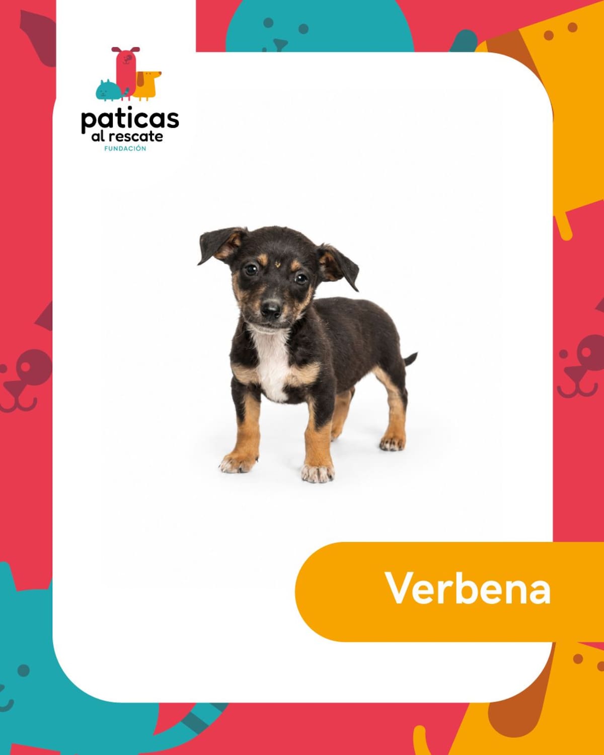 Hay perros que pasan meses esperando que alguien los mire. Este 23 de septiembre, Día Mundial del Perro Adoptado, les presentamos algunos de los perritos de la Fundación Paticas al Rescate que esperan una familia.