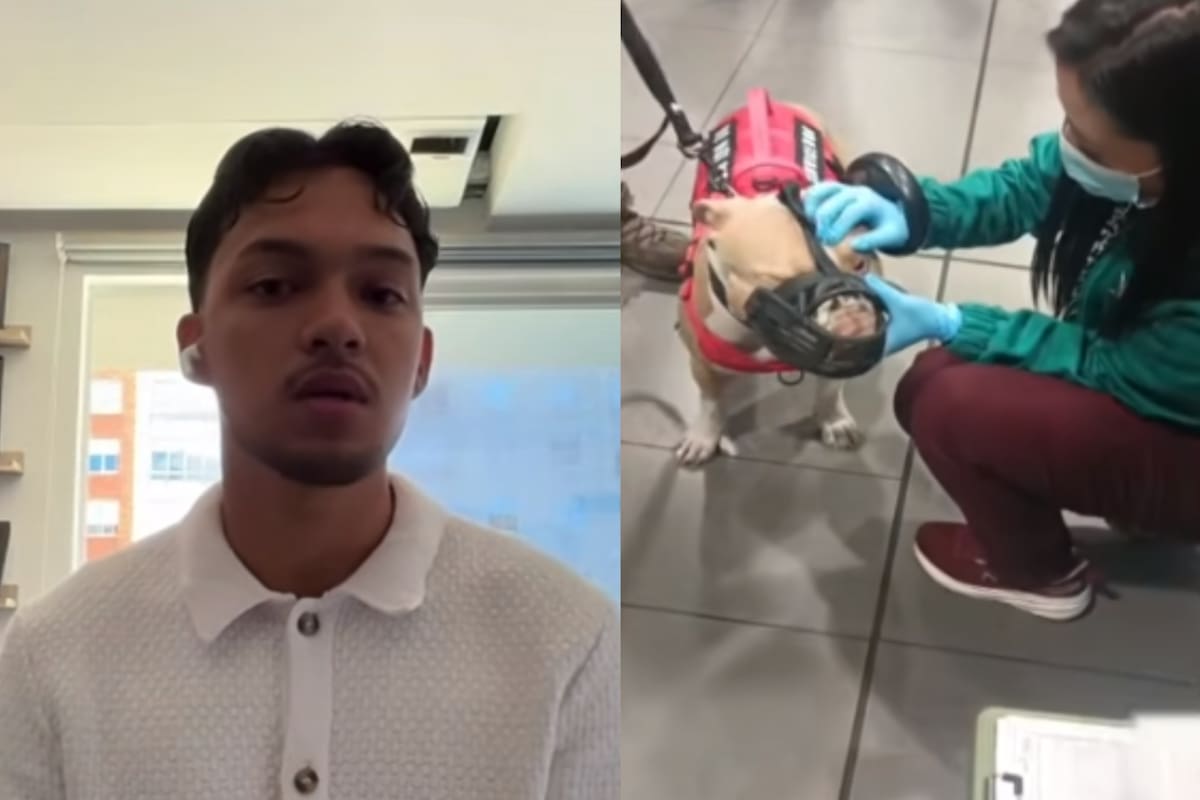 Milo y Rimmy permanecen bajo el cuidado de las autoridades mientras avanza el proceso para determinar qué ocurrió en el aeropuerto El Dorado. Foto: Captura de pantalla