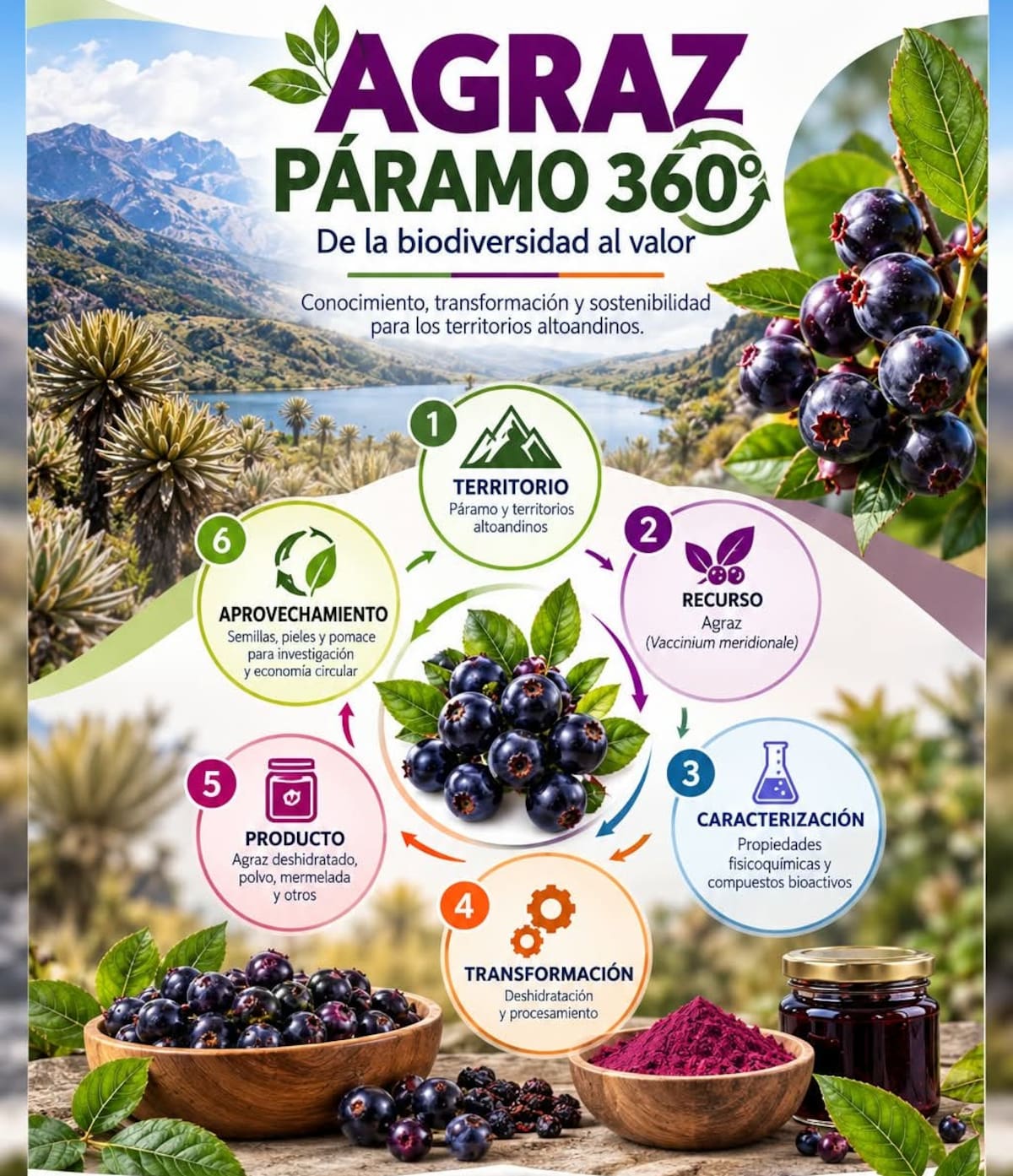La Universidad de Santander desarrolla prototipos y nuevas líneas de investigación para estudiar el potencial agroindustrial del agraz. La propuesta también contempla el aprovechamiento de semillas, pieles y residuos de pulpa, aunque estas alternativas aún deben validarse.