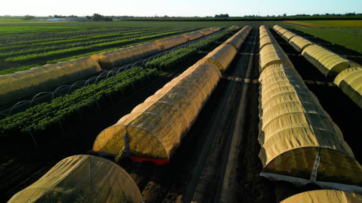 La agricultura intensiva está destruyendo a la mitad la red subterránea que mantiene vivo al planeta.
