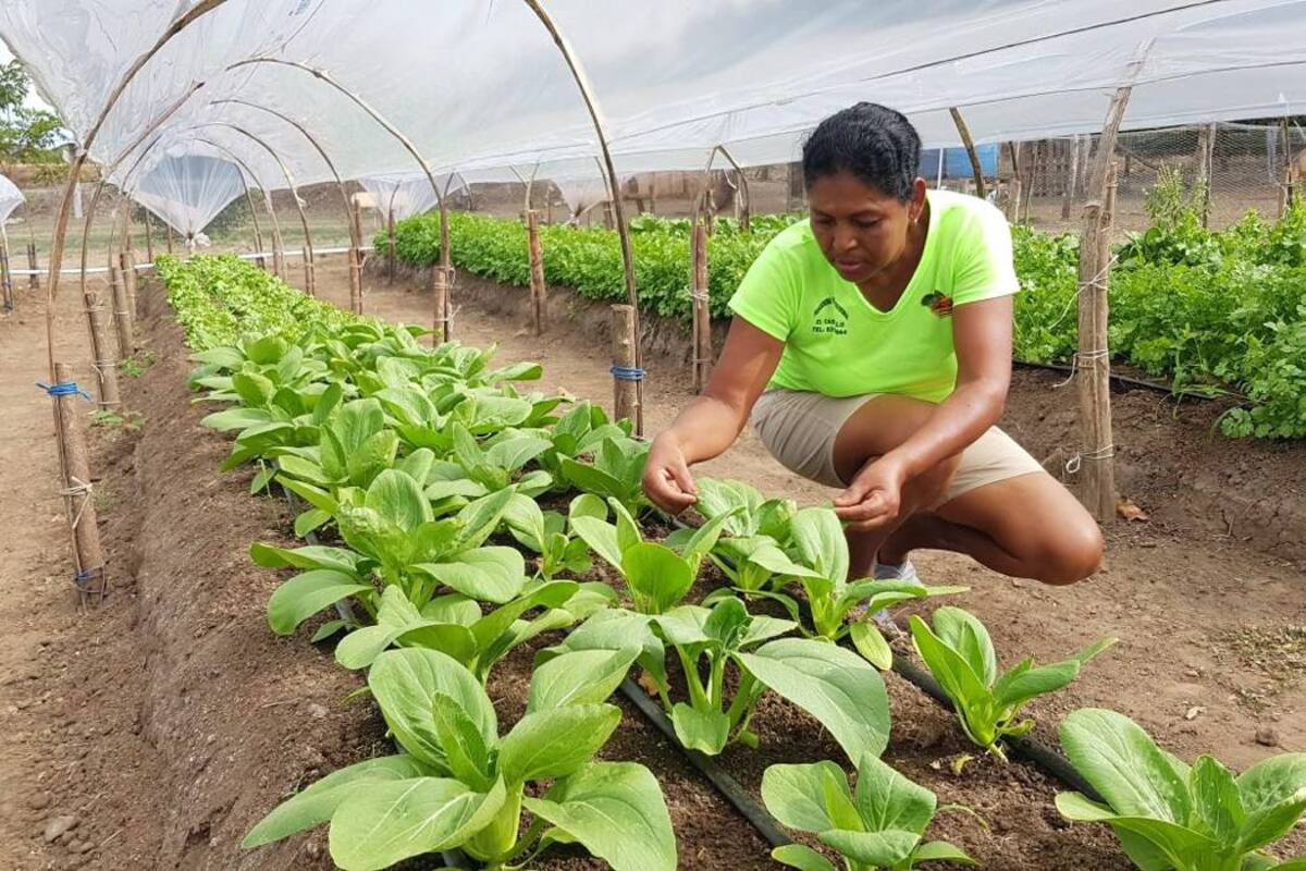 Una pequeña cobertura favorece a los cultivos de hortalizas y verduras de las fuertes lluvias. La producción es constante y de mayores cantidades por metro cuadrado. (Foto: Suministrada Corpoica / VANGUARDIA LIBERAL)