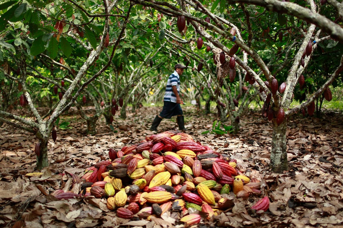Durante décadas, en amplias zonas rurales de Santander predominó la creencia de que proteger los suelos y reducir el uso de insumos químicos implicaba sacrificar productividad y rentabilidad. Esta percepción mantuvo a miles de campesinos en modelos agrícolas costosos y ambientalmente degradantes.