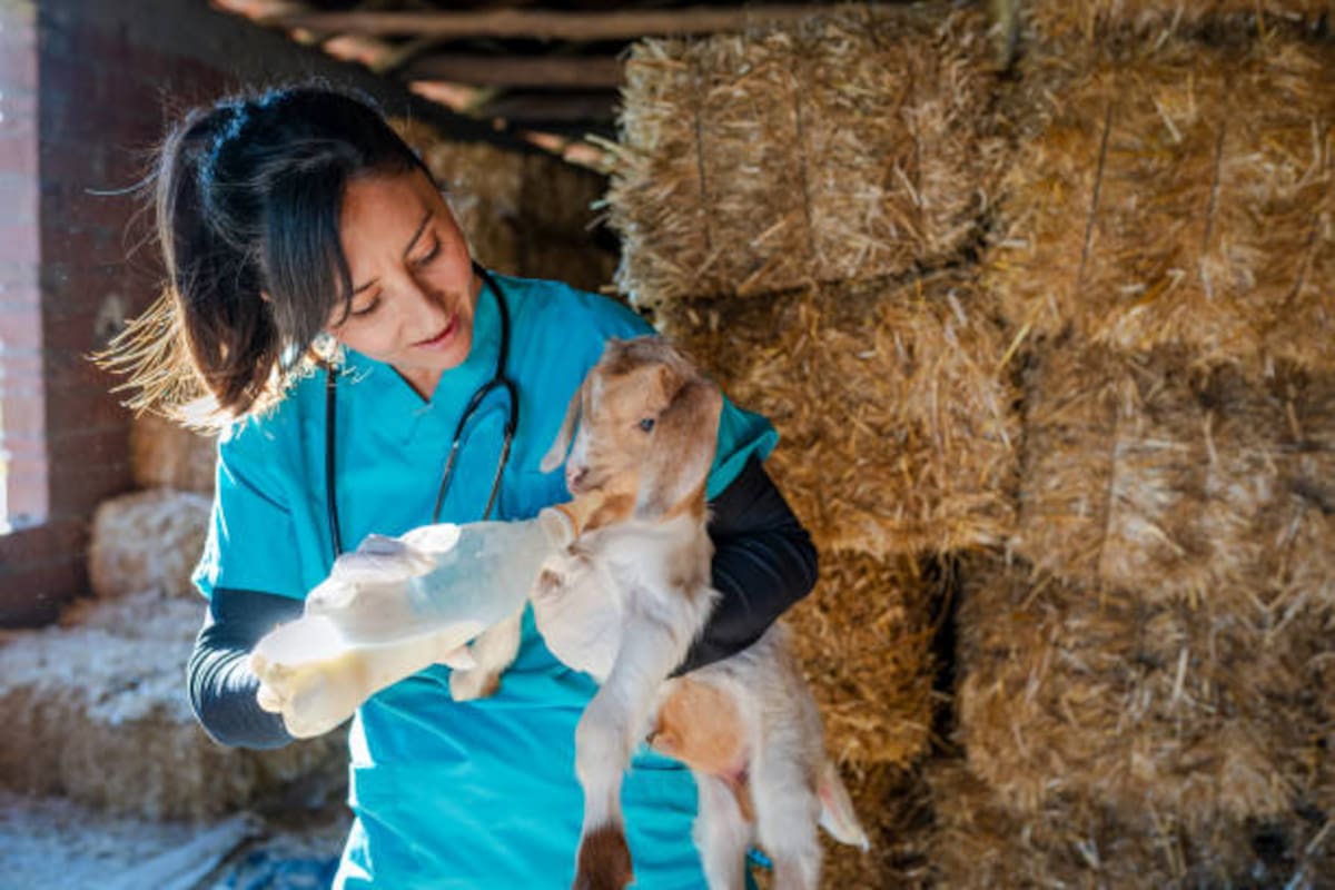 Después de un terremoto, verificar la calidad del agua es una prioridad para evitar enfermedades y complicaciones sanitarias en los animales.