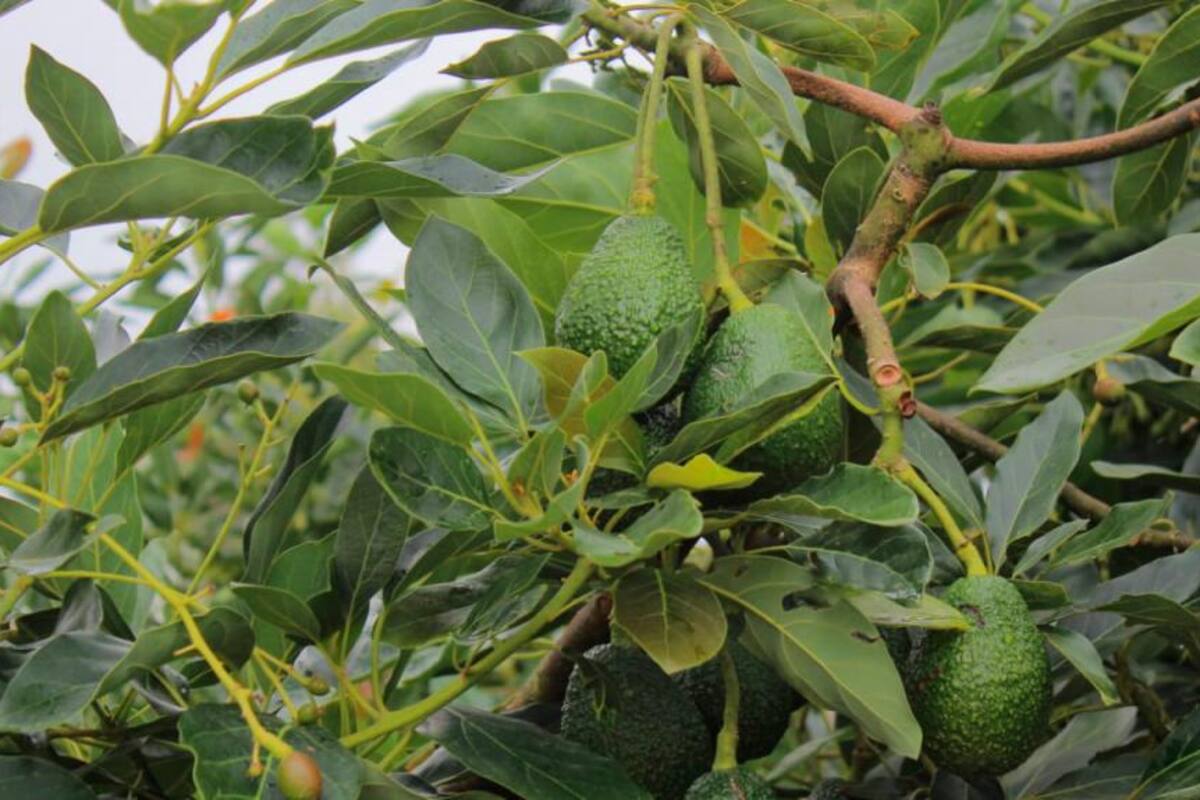 Cerca de 200 productores de El Ramo, en El Carmen de Chucurí y municipios circunvecinos han sido afectados por la presencia de los hongos y bacterias en sus cultivos de aguacate.
