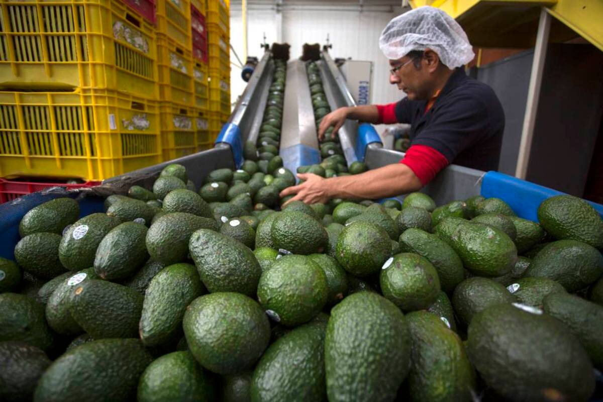 Productores de aguacate hass de México (los más fuertes del mundo), buscan realizar alianzas con cultivadores nacionales para exportar de manera conjunta esa fruta. (Foto: Archivo / VANGUARDIA LIBERAL)