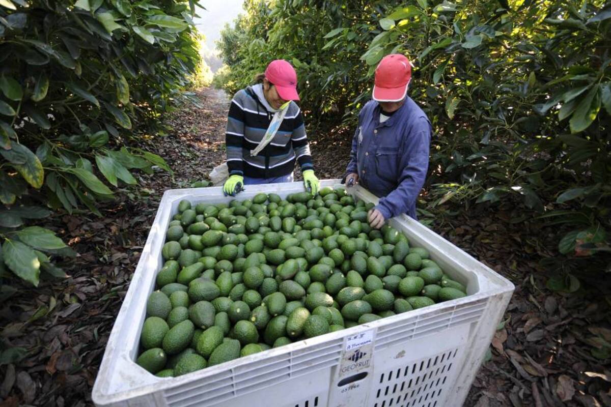 Cultivadores de aguacate.
