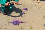 El Rodadero bajo alerta: bañistas no pueden ingresar al mar por presencia de aguamalas