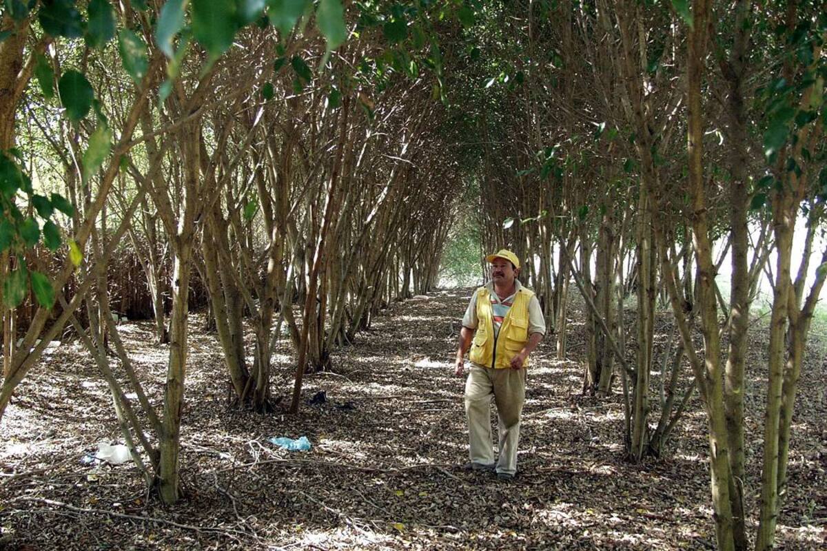 El relleno sanitario El Carrasco ya tiene varias cárcavas o sectores clausurados y con árboles sembrados. (Foto: Archivo / VANGUARDIA LIBERAL)
