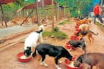 Alcaldía de Floridablanca inició campaña de donaciones para ayudar a refugios de animales