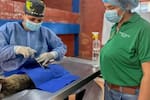 Video| Alcaldía de Piedecuesta inició jornadas gratuitas de esterilización para mascotas