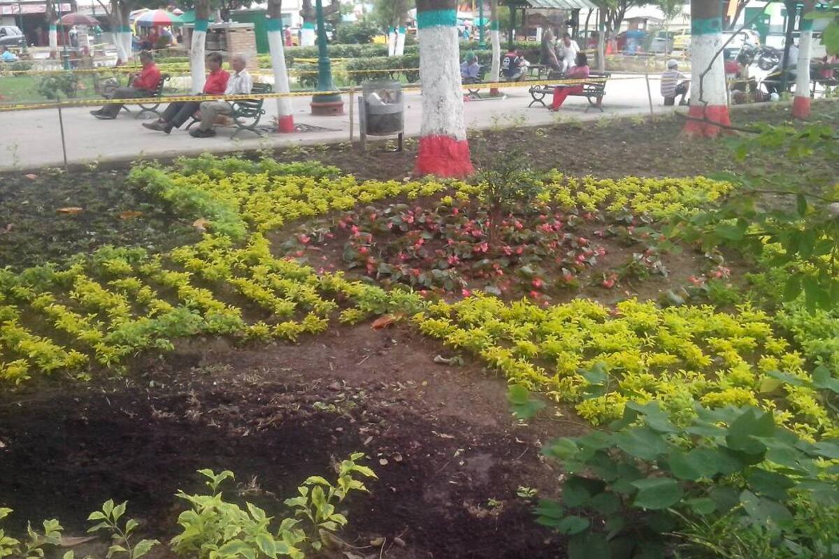 El Gobierno local invita a la comunidad a velar por el cuidado de las plantas ornamentales y árboles sembrados en zonas verdes. (Foto: Édgar Omar Bustos A./ VANGUARDIA LIBERAL )