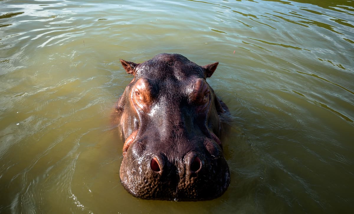 La inesperada aparición de un hipopótamo en zona rural de Barrancabermeja encendió las alertas de las autoridades ambientales, que advierten sobre los riesgos ecológicos y de seguridad que implica su presencia.
