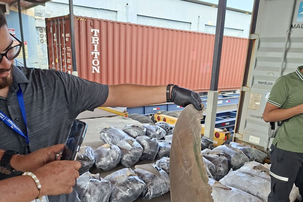 Declararon “buche de pescado”, pero eran 109 sacos de aletas de tiburón con destino a Malasia. El cargamento fue detectado en el Puerto de Manzanillo y ahora es investigado por las autoridades ambientales y la Fiscalía en Panamá.