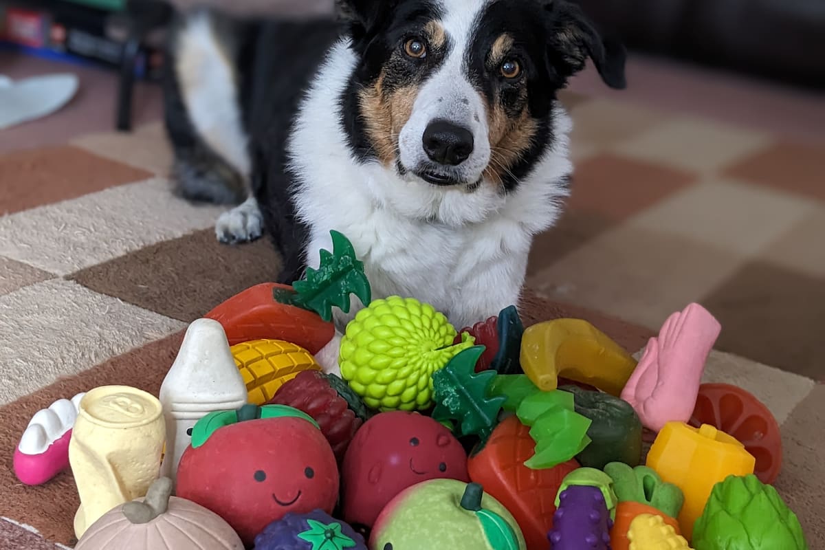 Bryn, un border collie macho de 11 años del Reino Unido, que conoce los nombres de unos 100 juguetes. Crédito: Helen Morgan/Imagen cedida por la Universidad Eötvös Loránd.