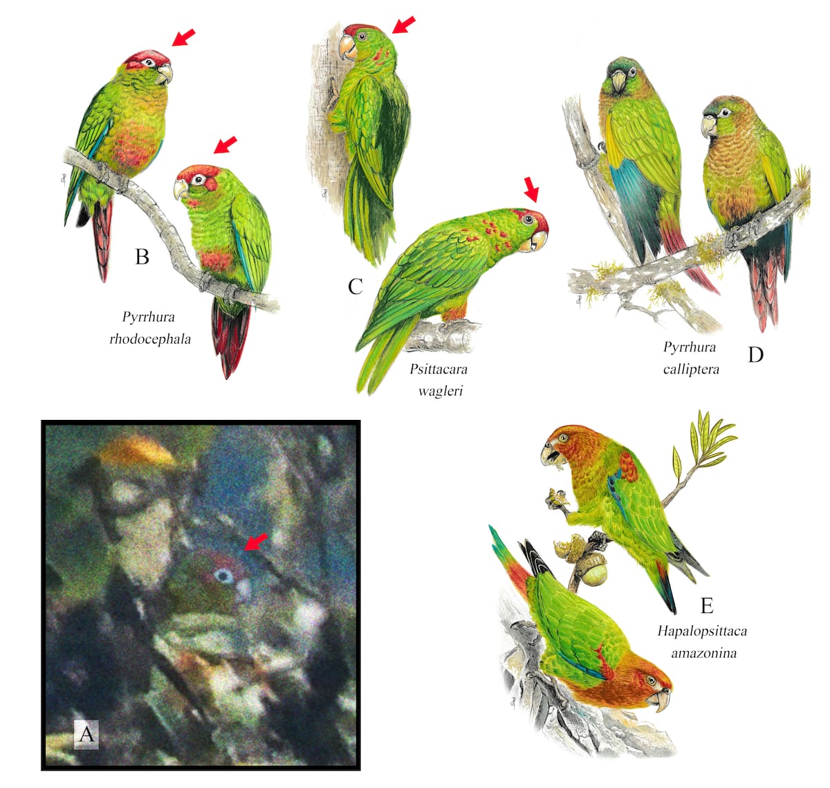 Pyrrhura rhodocephala | Cortesía (Suministrada Luis Alberto Peña) /VANGURADIA