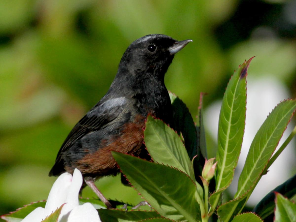 Picaflor de Merida (Diglossa gloriosa) | Jay McGowan (Tomada de Birds Colombia) /VANGUARDIA