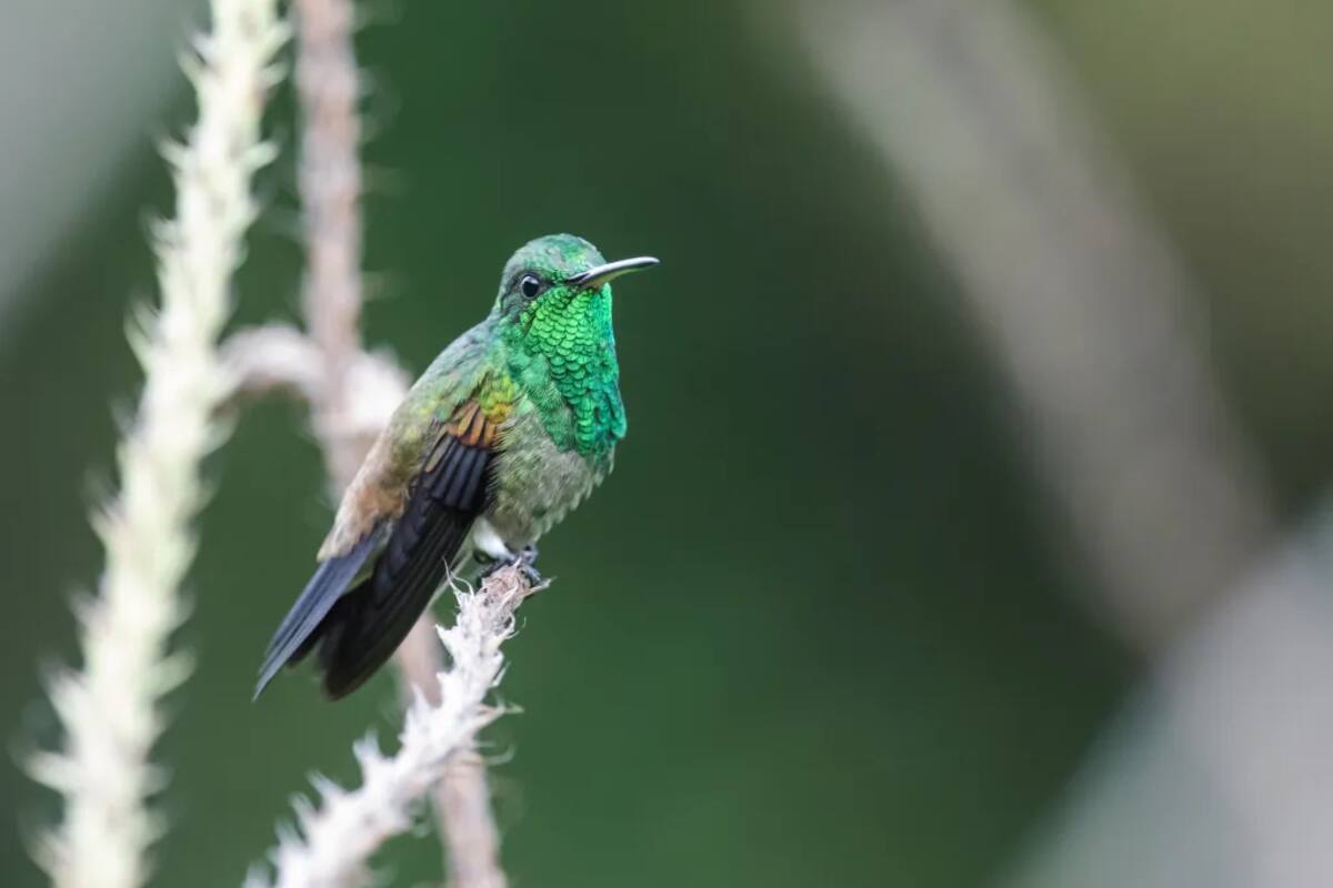 Amazilia bronceada ( Saucerottia tobaci)| Nick Athanas (Tomada de Birds Colombia) /VANGUARDIA