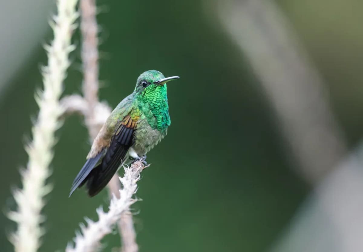 Amazilia bronceada ( Saucerottia tobaci)| Nick Athanas (Tomada de Birds Colombia) /VANGUARDIA