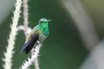 ¡Alzamos vuelo! Registran cuatro nuevas especies de aves en los Andes nororientales