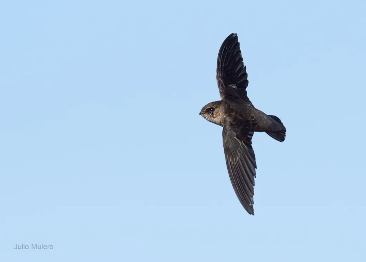 Vencejo de lomo marron (Chaetura vauxi)| Julio Mulero (Tomada de Birds Colombia) /VANGUARDIA