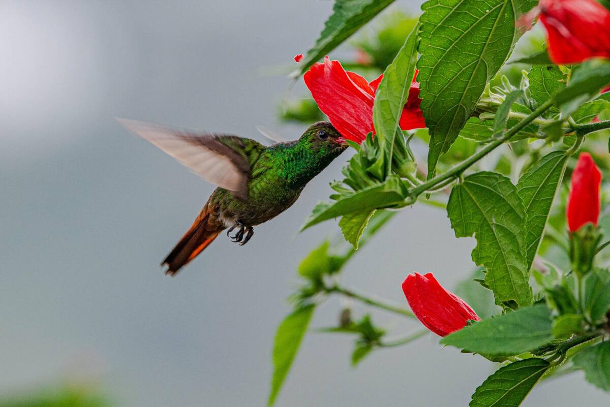 Colibrí. Mauricio Olaya