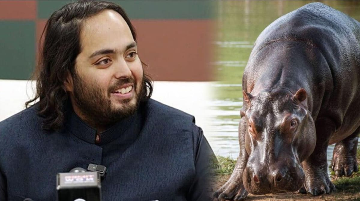 Anant Ambani ofrece acoger a 80 hipopótamos de Colombia.
Foto: redes sociales.