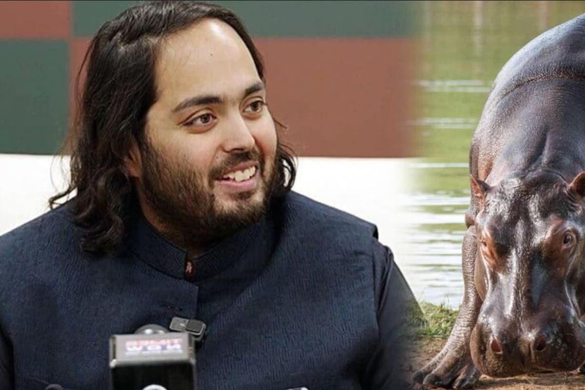 Anant Ambani ofrece acoger a 80 hipopótamos de Colombia.
Foto: redes sociales.
