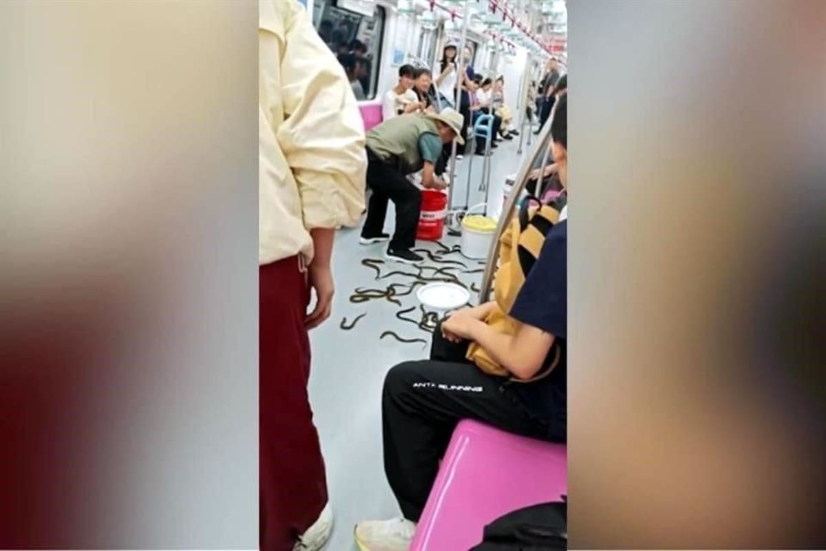¿Serpientes en el metro? El momento en que un vagón del metro se llenó de anguilas en China