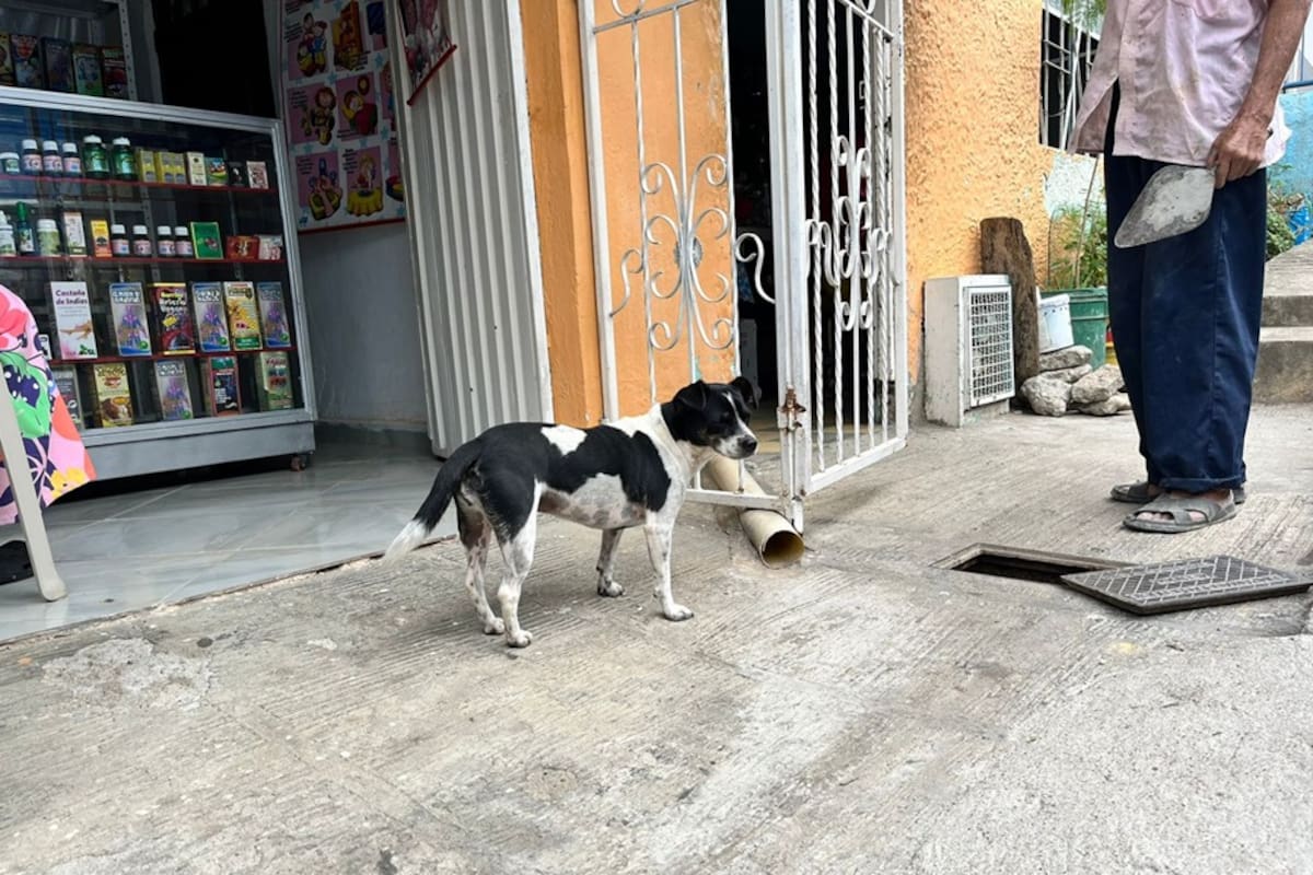 La Alcaldía de la ciudad anunció que la Unidad de Bienestar Animal (UBA) está a tope y es necesario que los ciudadanos se hagan responsables de sus mascotas.