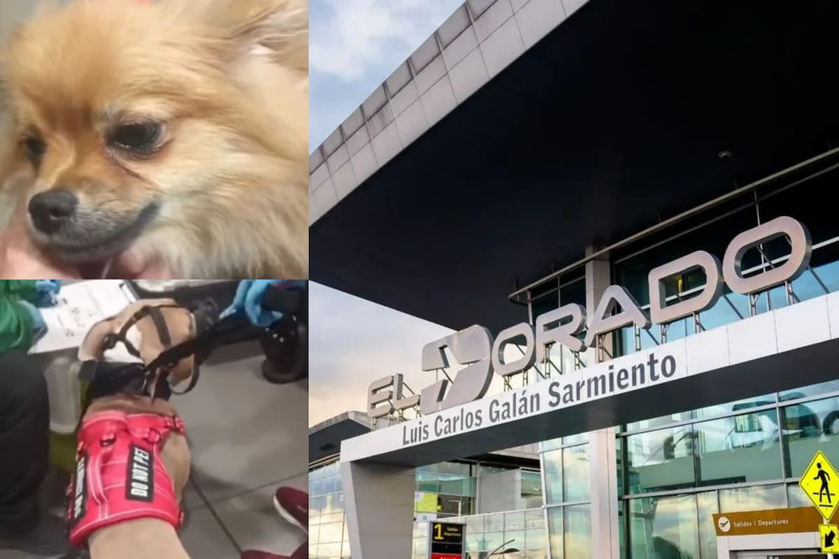 La Subdirección de Fauna del Instituto de Protección Animal de Bogotá reveló que los dueños sugirieron sacrificar a las mascotas tras no cumplir con los requisitos sanitarios para ingresarlas al país. Foto: captura de pantalla