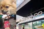 “Absolutamente indignante”: piden revocar visa a pareja que abandonó a sus perros en El Dorado