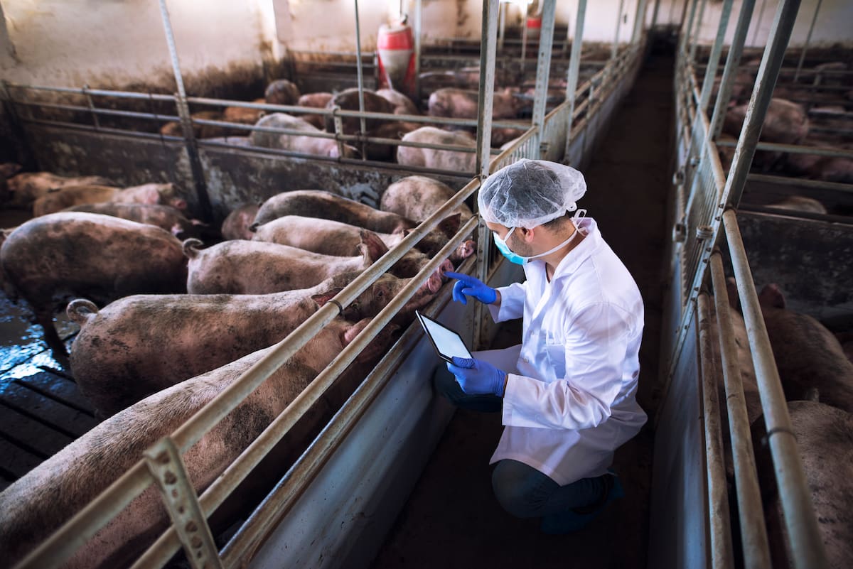 Los animales de producción también enfrentan graves riesgos durante un terremoto, especialmente por el colapso de corrales, establos y galpones.