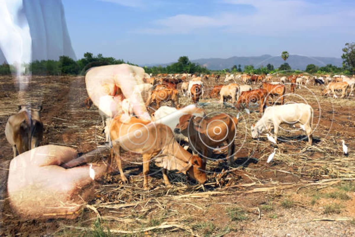 La planificación de rutas de evacuación, zonas seguras y puntos de agua puede reducir las pérdidas de animales durante una emergencia.