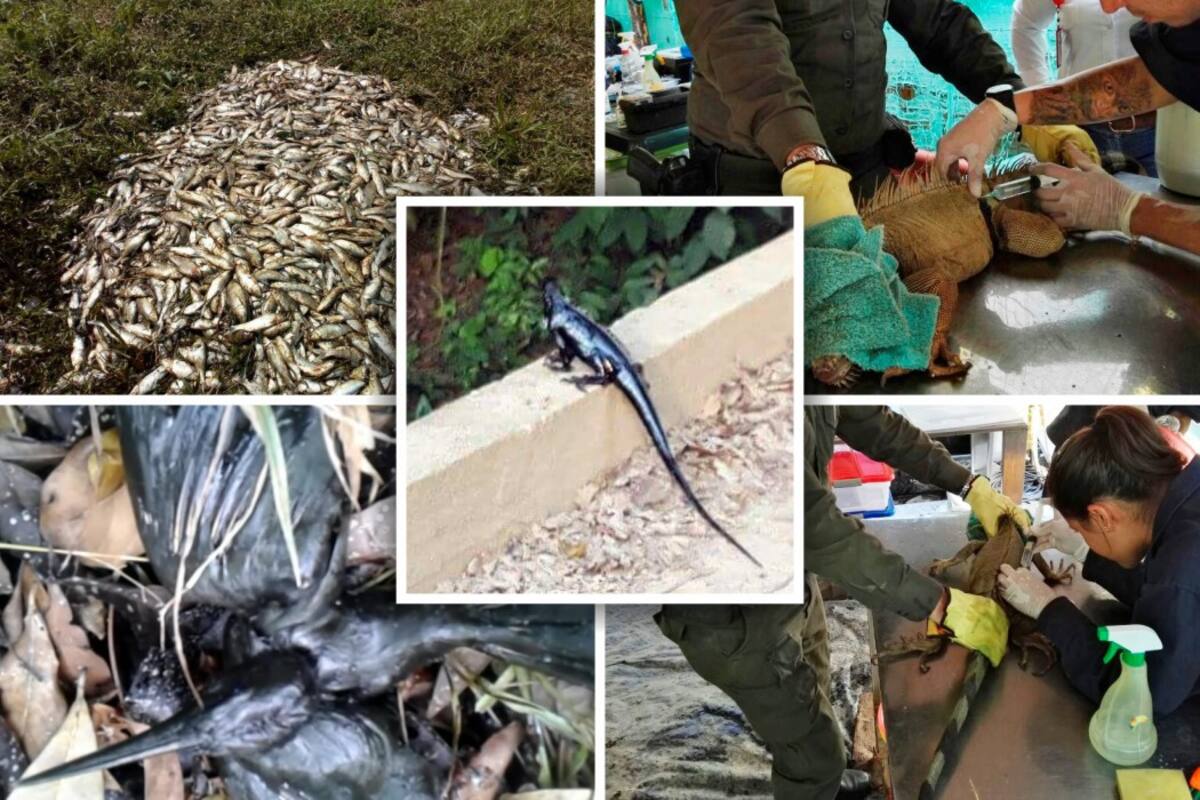 Daño a la fauna y flora por derrame de crudo en Santander es incalculable (Foto: Suministrada /VANGUARDIA LIBERAL)