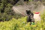 Ante la falta de acuerdo, Bruselas renovará diez años la autorización para usar glifosato