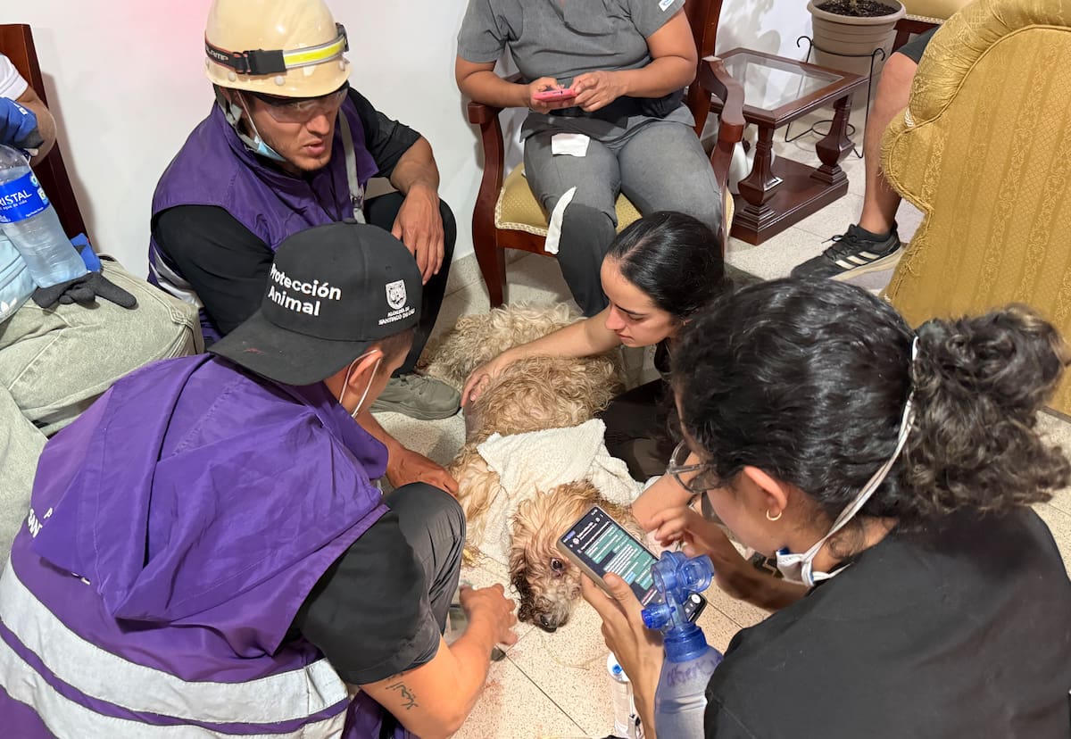 Personal de Protección animal revisan a Antonio, un perro rescatado con vida a más de nueve metros de profundidad entre los escombros de un edificio de Torres del Limonar, este miércoles en Cali (Colombia). Antonio fue encontrado en una zona despejada que había quedado debajo de la torre de apartamentos colapsada. Los rescatistas escucharon y observaron movimiento hasta que lograron llegar hasta él. EFE/ Mario Baos