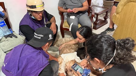 ¿Tiene concentrado, guacales o medicinas? Así puede ayudar a los animales afectados por el terremoto
