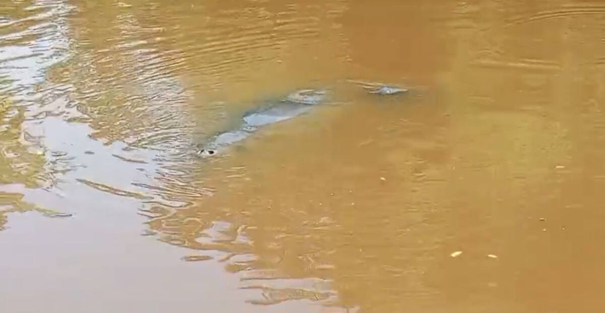 Pescadores captaron el momento en que varios manatíes se apareaban en aguas del Caño San Silvestre, un corredor hídrico clave para la movilidad de esta especie en Barrancabermeja.
Captura de Pantalla