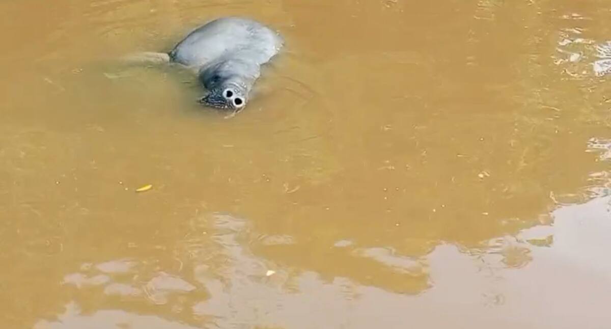 Pescadores captaron el momento en que varios manatíes se apareaban en aguas del Caño San Silvestre, un corredor hídrico clave para la movilidad de esta especie en Barrancabermeja.
Captura de Pantalla