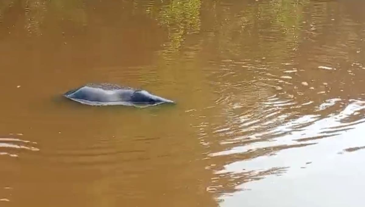 Pescadores captaron el momento en que varios manatíes se apareaban en aguas del Caño San Silvestre, un corredor hídrico clave para la movilidad de esta especie en Barrancabermeja.
Captura de Pantalla