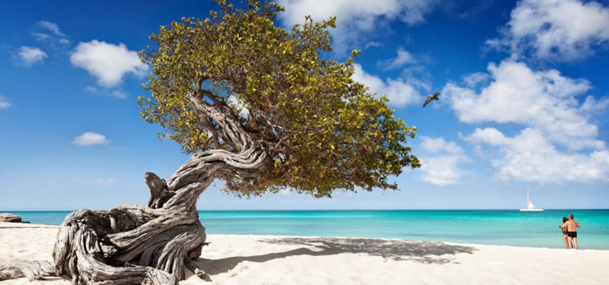Árbol divi-divi en una playa de Aruba (Foto suministrada por la Agencia de Turismo de Aruba / VANGUARDIA).