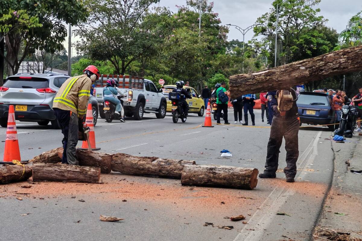 Árboles en Bucaramanga