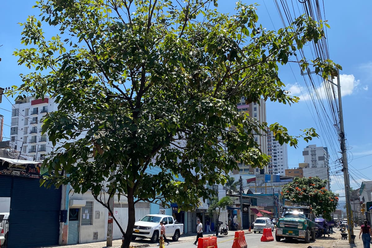 En el tramo de la carrera 21 entre la calle 55 y la avenida Quebradaseca quedan en pie 11 árboles de mayor porte, cuyo futuro depende de la evaluación de la Cdmb. Foto: Arley Sánchez/VANGUARDIA