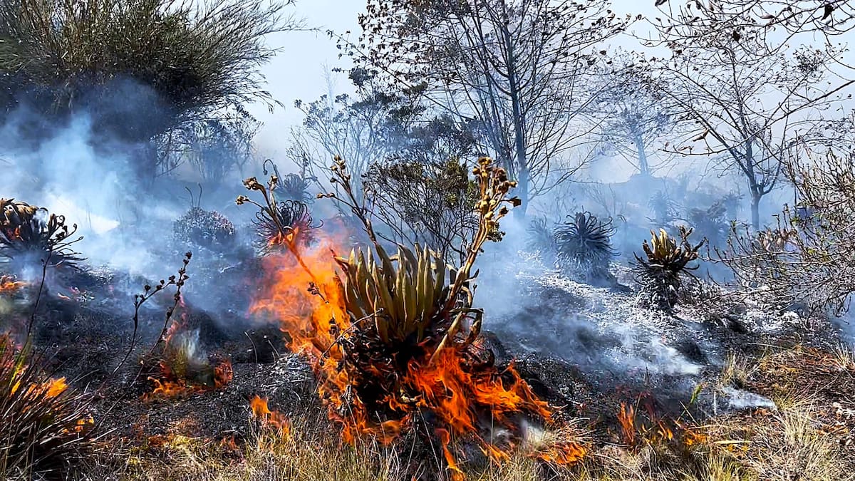 ‘Arde Berlín’: el documental que convirtió el incendio en esperanza. Foto suministrada/VANGUARDIA