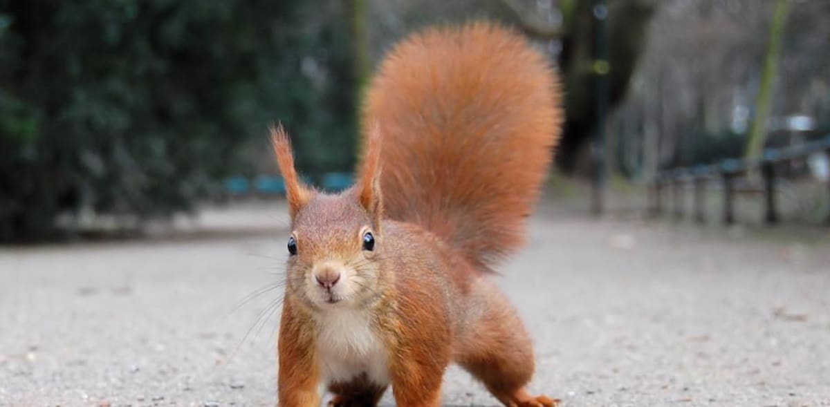 Una ardilla roja. Tomada de internet / VANGUARDIA