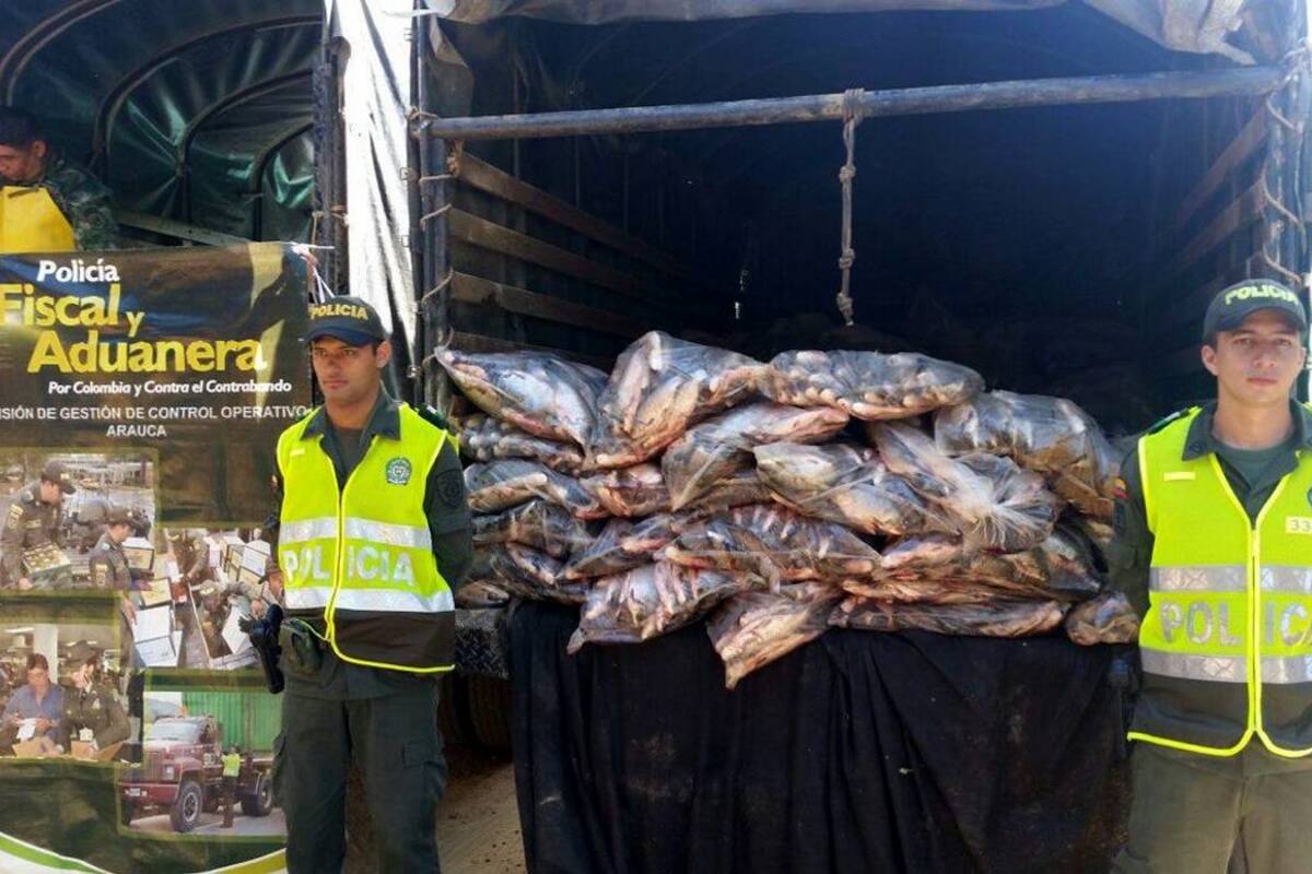 Por no cumplir con las condiciones higiénicas, fue incautada una carga de pescado en la frontera con Venezuela. (Foto: Internet /VANGUARDIA LIBERAL )